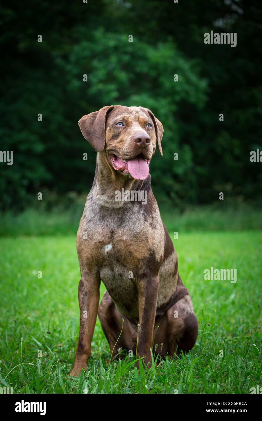 Louisiana Catahoula Leopard Dog Stock Photo - Alamy