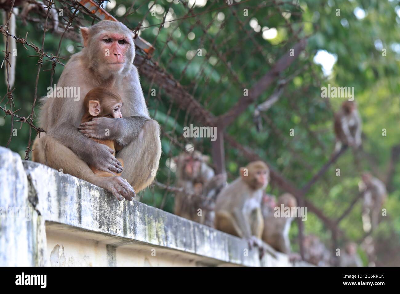 Bangladesh animal of monkey hi-res stock photography and images - Alamy
