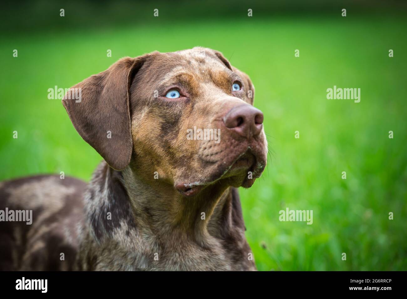 Louisiana Catahoula Leopard Dog Stock Photo - Alamy