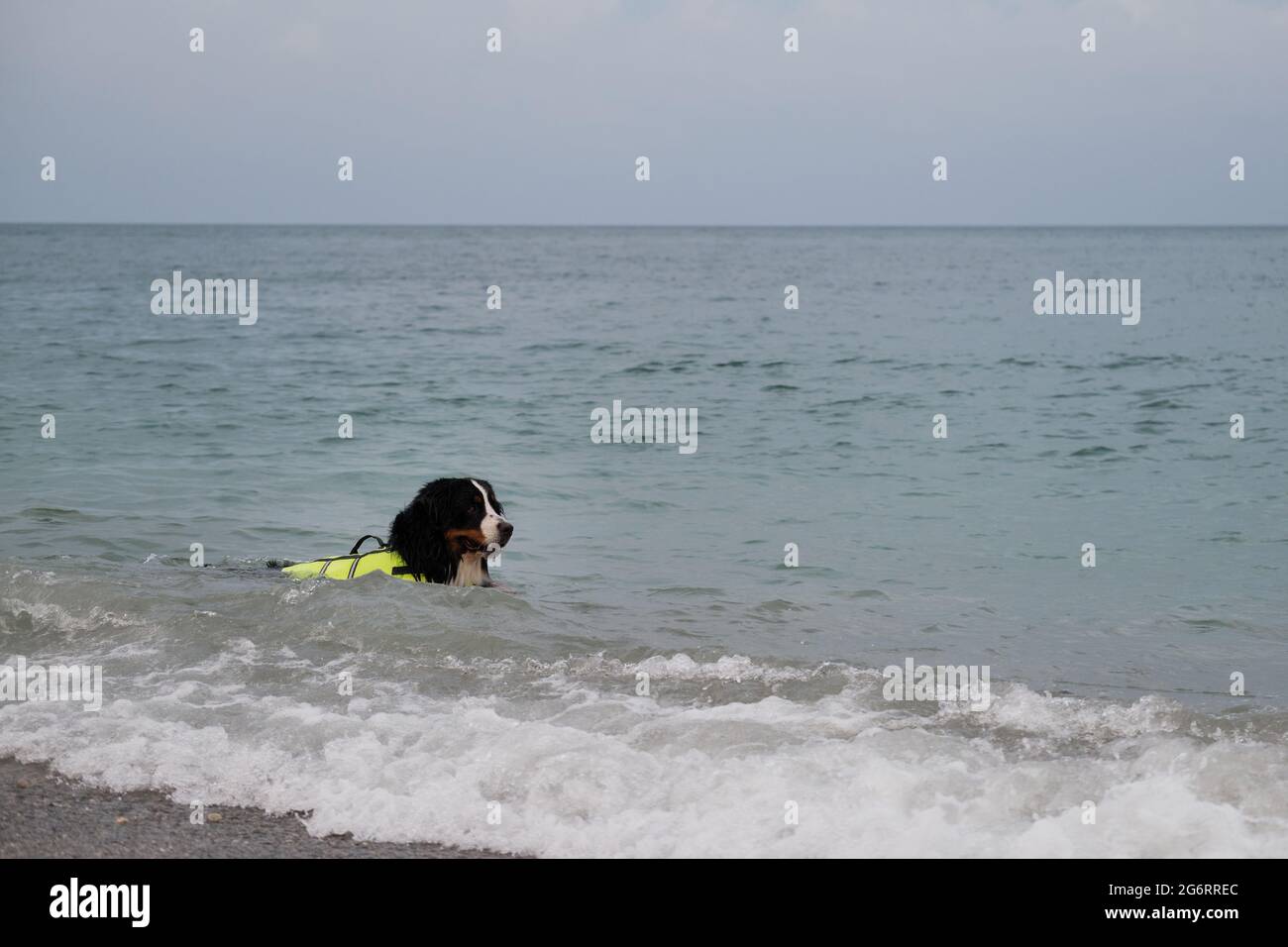Rescue dog swims in water and enjoys quiet life without incident. Bernese mountain dog in bright green life jacket at sea. Stock Photo