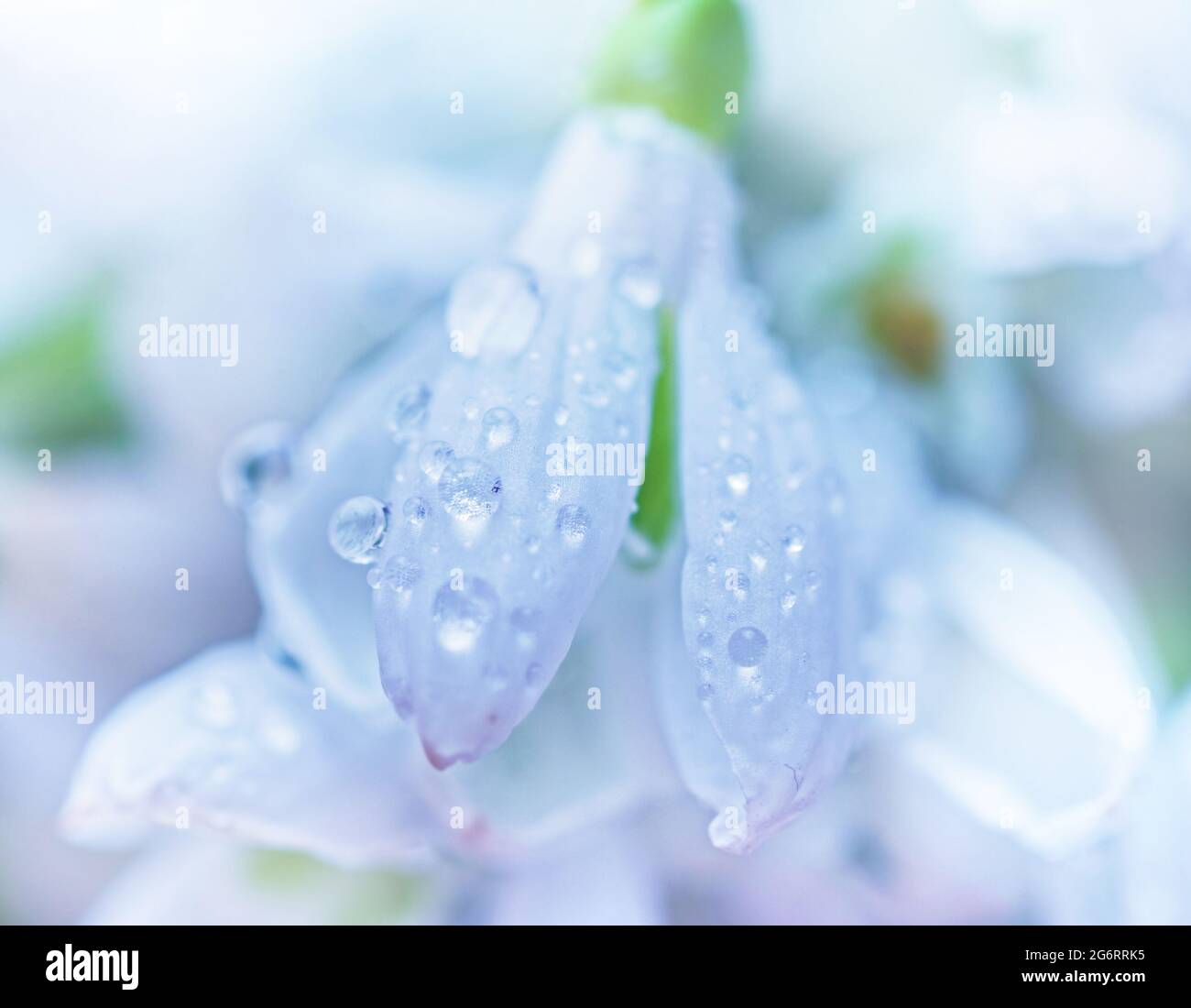 Pretty real soft white snowdrop with clear still water drops Stock Photo