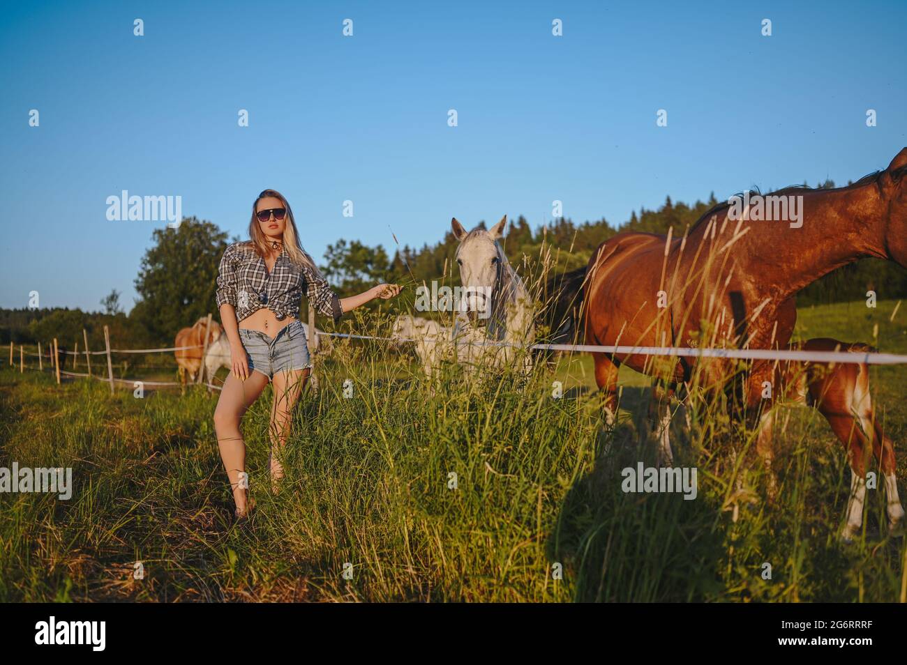 Beautiful young blonde woman dressed safari style in hat and plaid shirt posing with thoroughbreds horses on farm in sunset field outdoor at countryside. Horses behind an energized electric fence Stock Photo