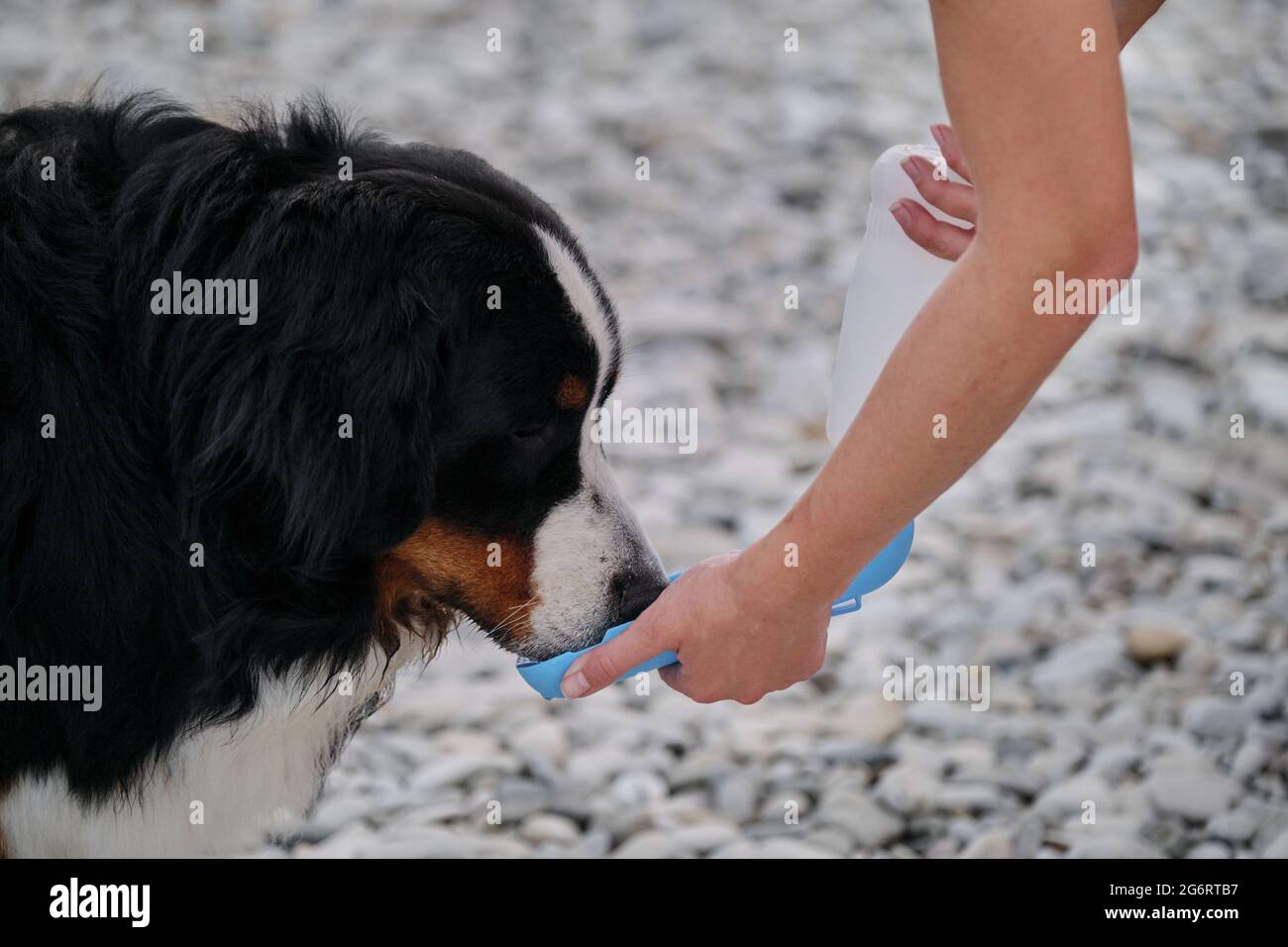 Bernese Mountain Dog drinks water from bottle and quenches its thirst. Owner gives his dog drink of water. Taking care of pet in hot summer weather on Stock Photo