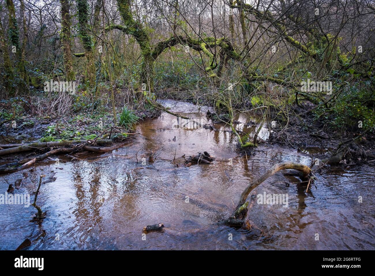 A river flowing through the atmospheric Metha Woods in Lappa Valley near St Newlyn East in Cornwall. Stock Photo