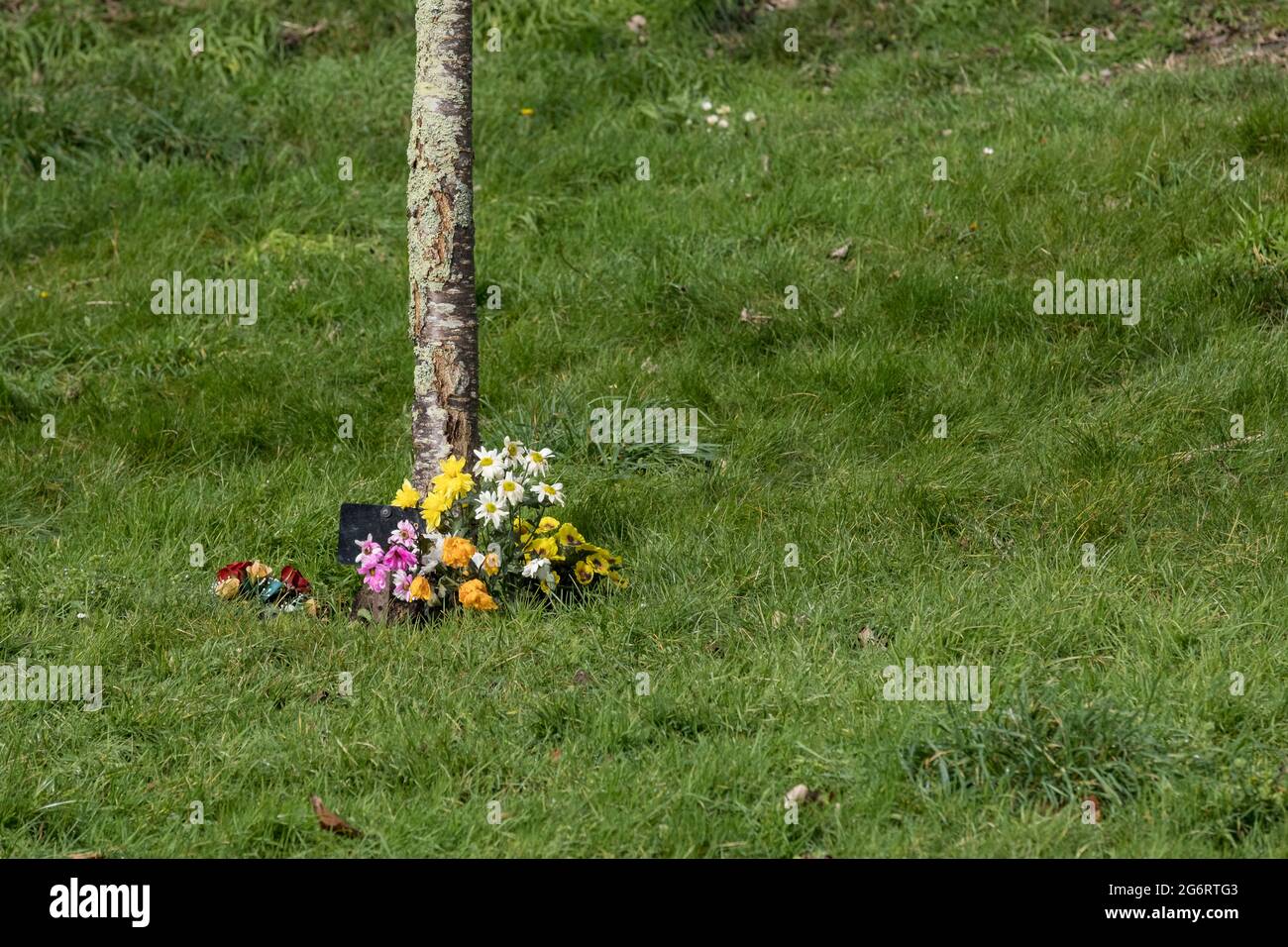 Flowers left at the bottom of a tree planted in memorial to a loved one in a park. Stock Photo