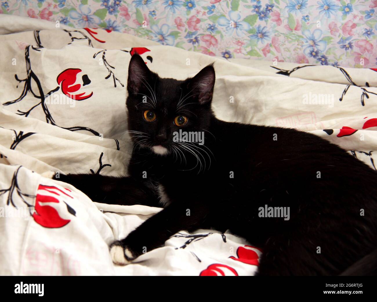 Real pretty young black cat was sprawled out on bed Stock Photo