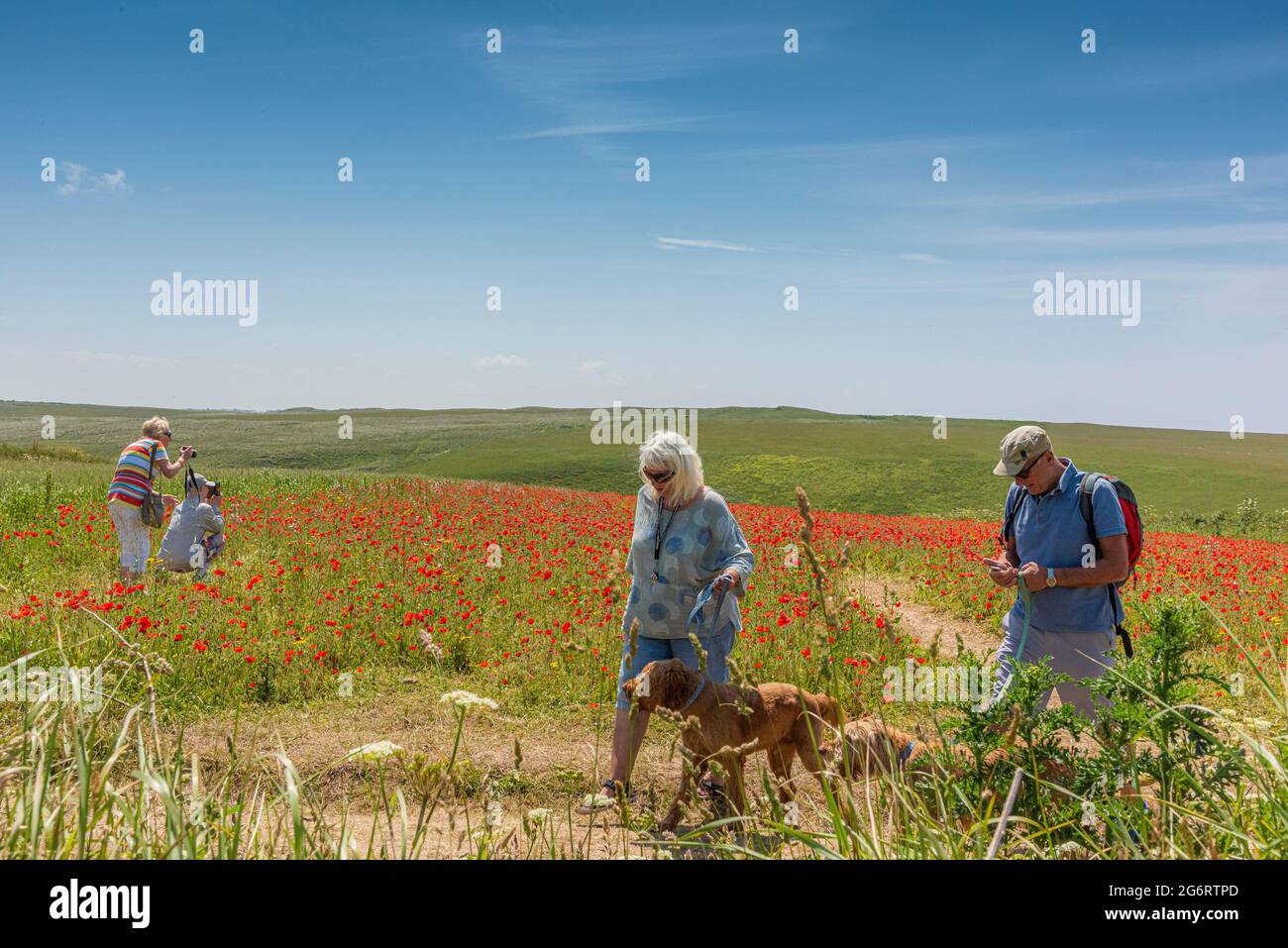 Tourists and holidaymakers visiting the arable fields of Common Poppies Papaver rhoeas at Polly Joke on West Pentire in Newquay in Cornwall. Stock Photo