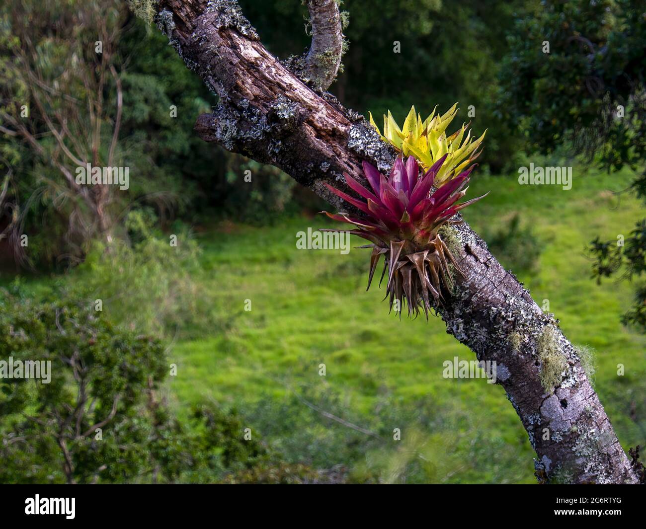 A purple and green tillandsias on a rotten tree, captured in a forest near the town of Arcabuco in the central Andean mountains of Colombia. Stock Photo