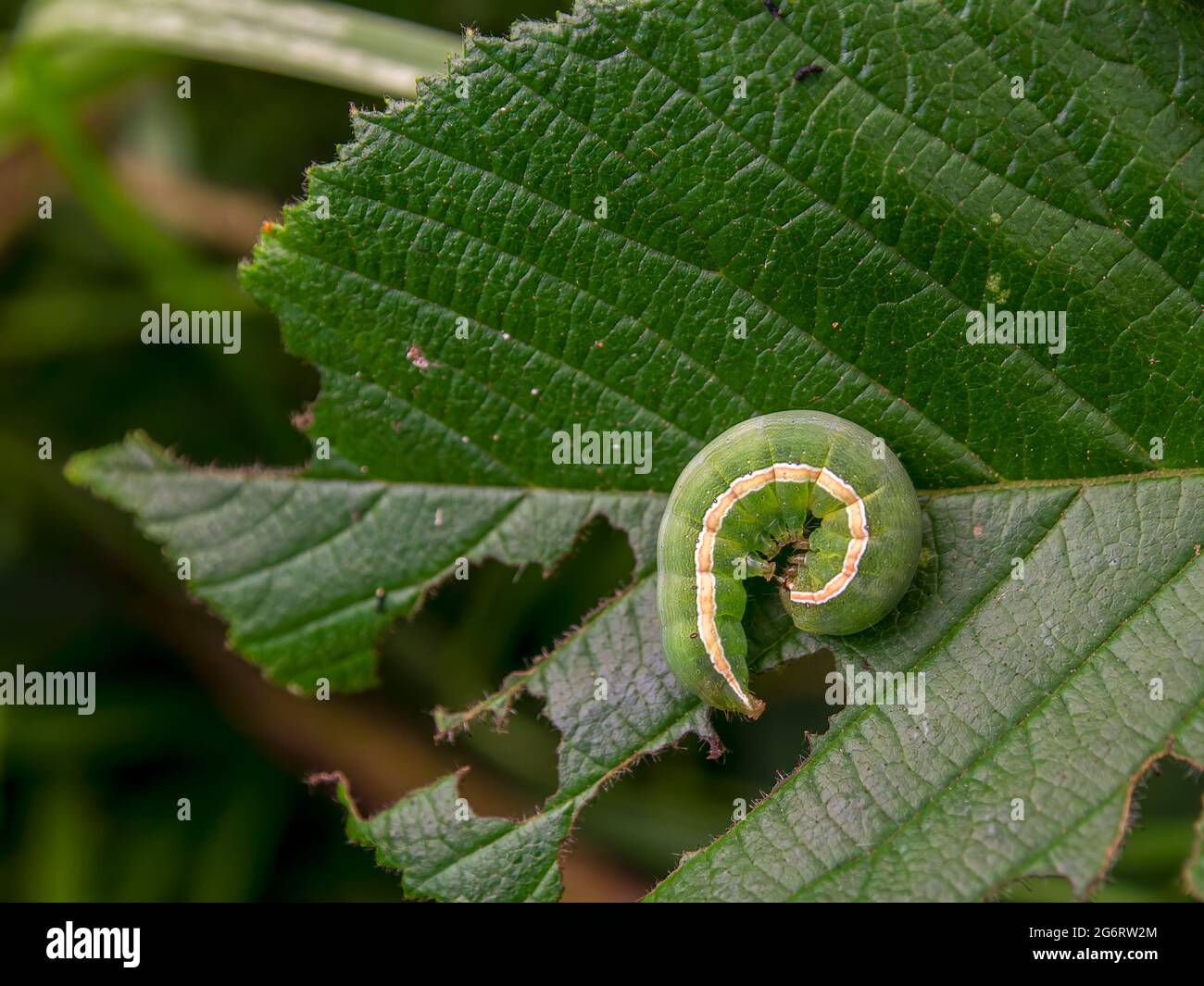 Macro photography of a yellow striped green caterpillar curled up on an alder leaf, captured in a forest near the town of Arcabuco, Colombia. Stock Photo