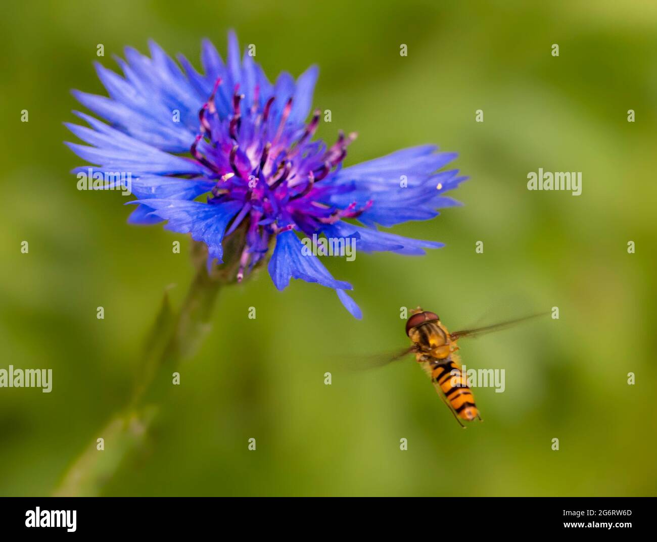 Hoverflies, syrphid flies, Hover Fly, on cornflowers, Bedfordshire, UK Stock Photo
