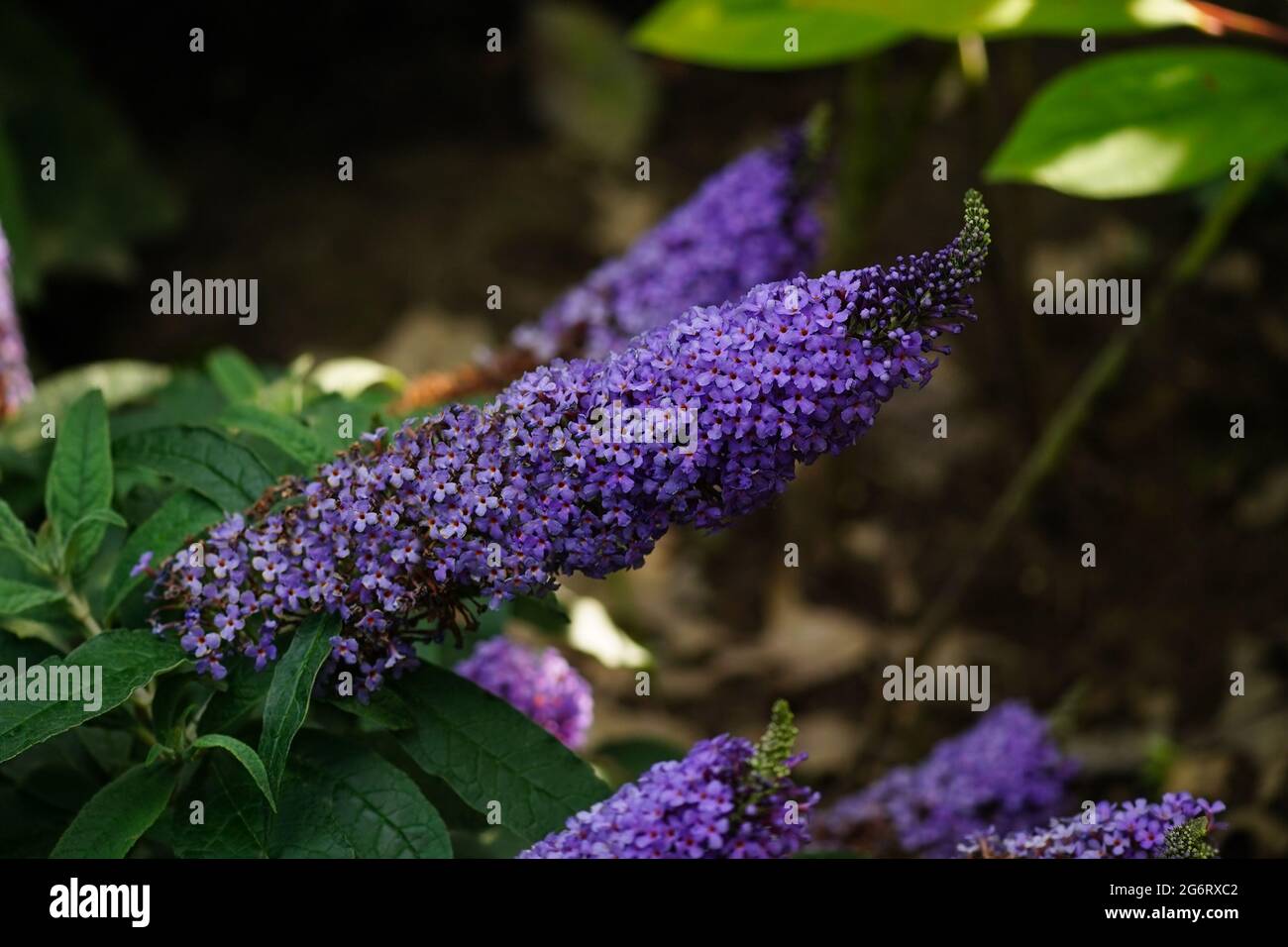 Buddleia Buzz Lavender or Butterfly bush- long blooming summer perennials Stock Photo