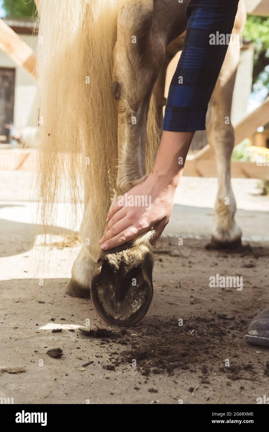 Girl holding the leg of a Palomino horse cleaning horse hoof outside