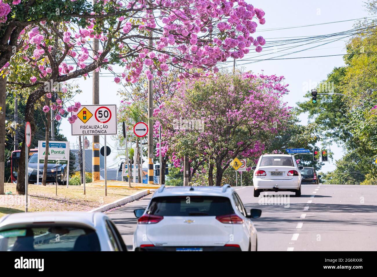 Campo Grande - MS, Brazil - July 4, 2021: Beautiful pink flowers of a Ipe trees at Mato Grosso avenue, Caranda Bosque neighborhood. Tree symbol of the Stock Photo