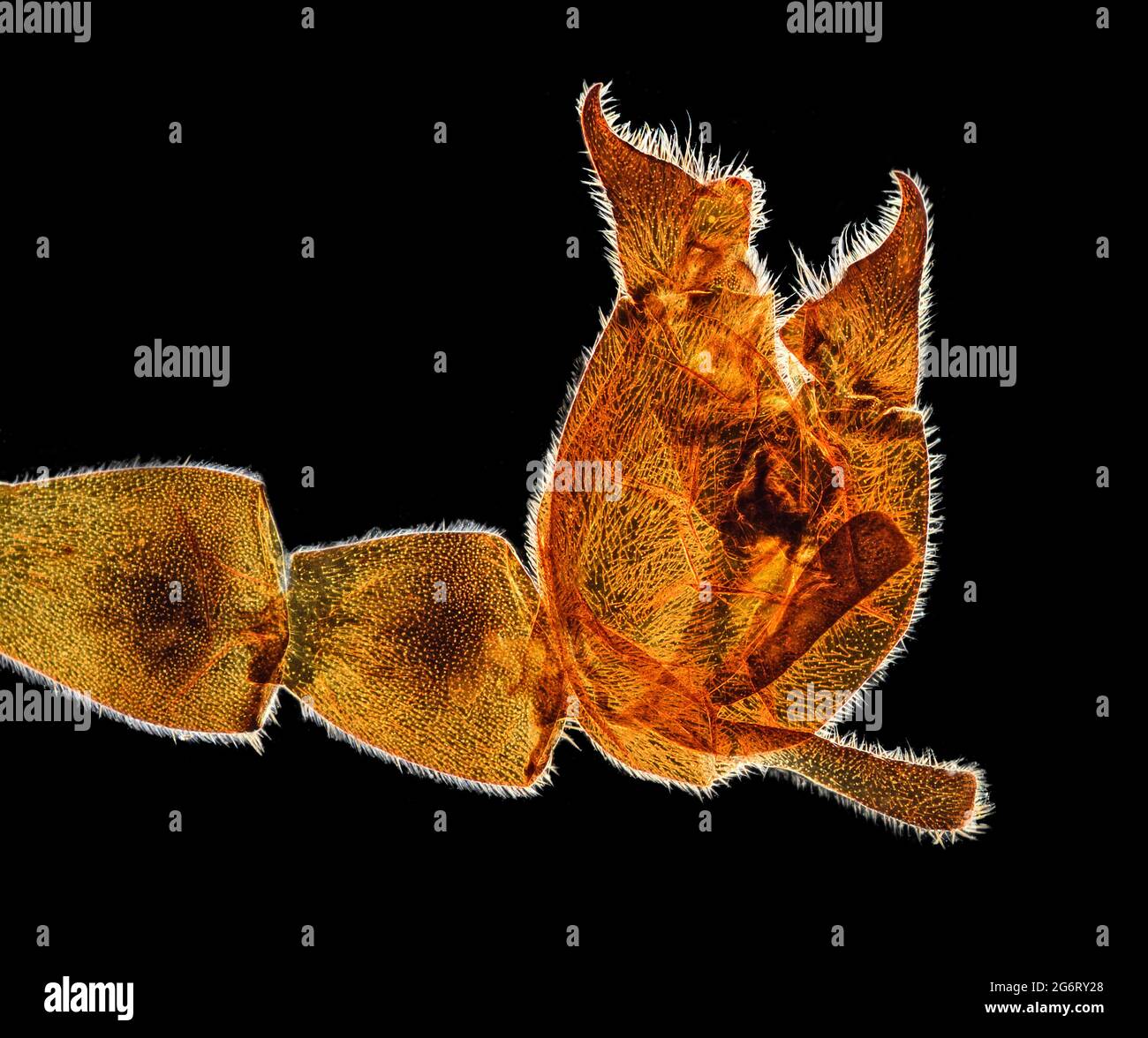 Common scorpion fly, Panorpa communis, male genitalia detail, darkfield photomicrograph Stock Photo