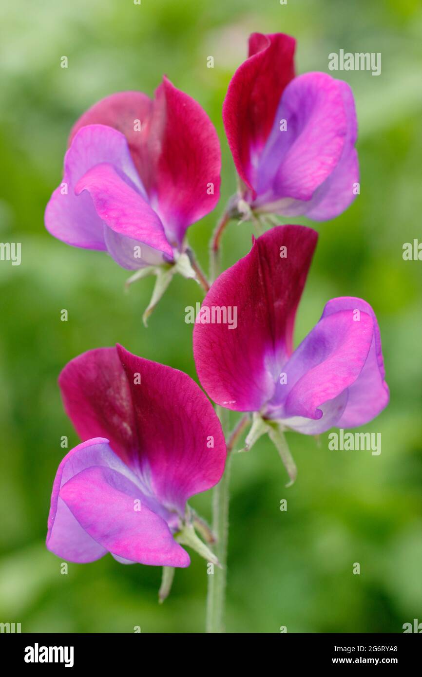 Sweet peas. Lathyrus odoratus 'Matucana' sweet pea flowers blooming in