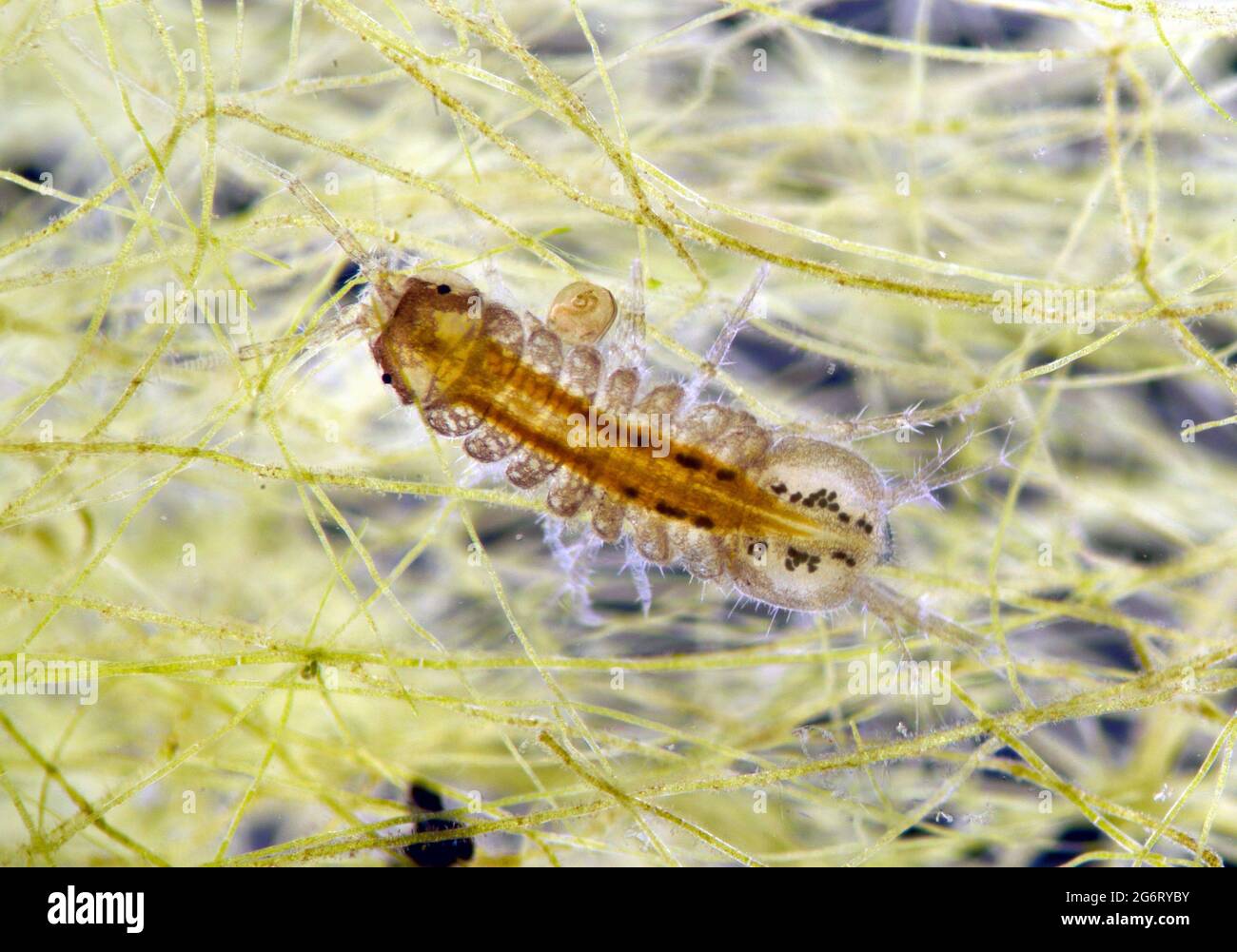 Fresh water shrimp, Gammarus pulex. brightfield photomicrograph Stock Photo