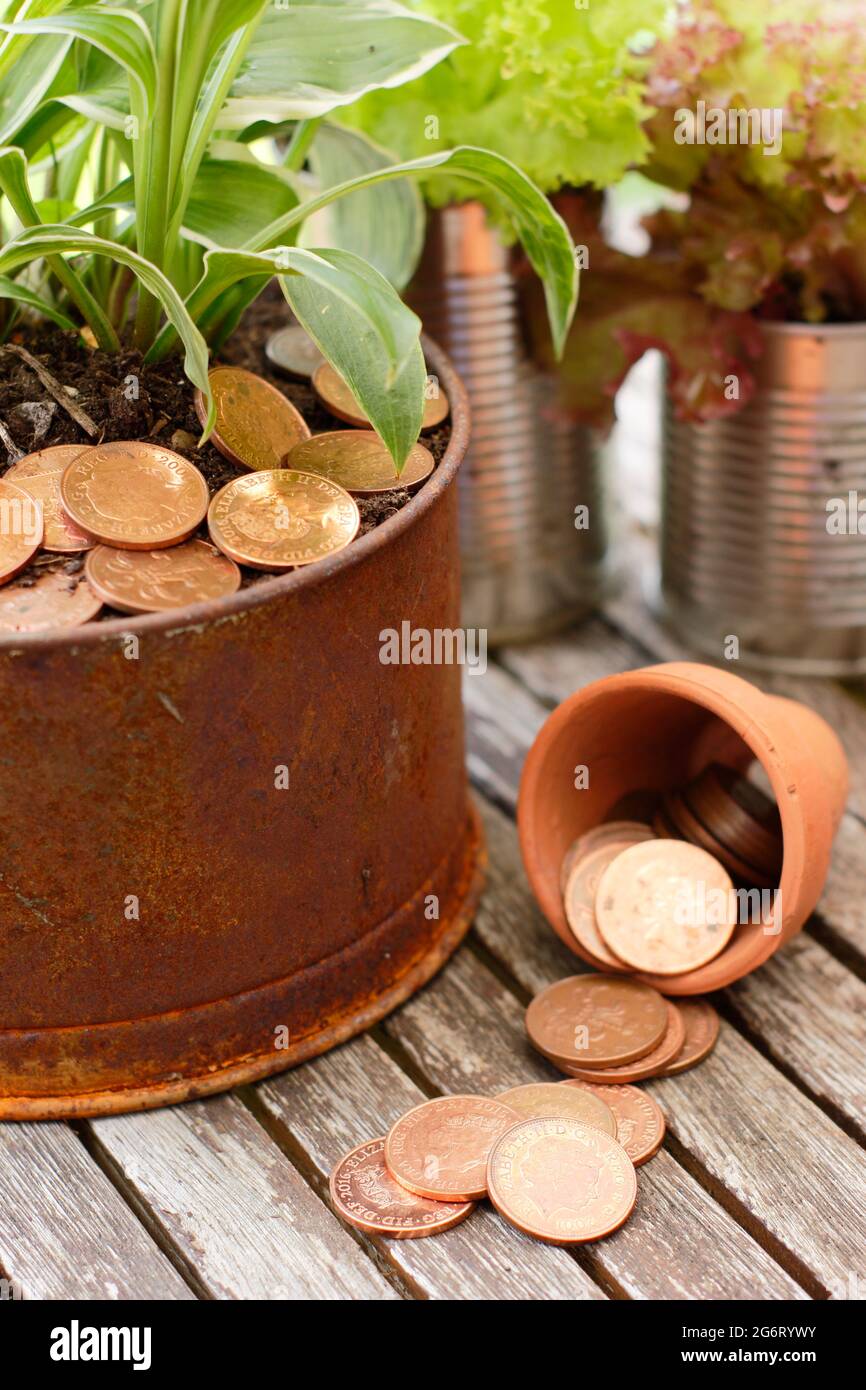 Copper plated coins placed around a young hosta plant to help repel slugs. Stock Photo