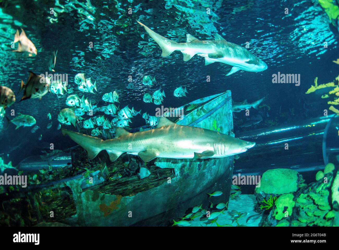 Sand Tiger sharks and reef fish, Ripley's Aquarium of the Smokies