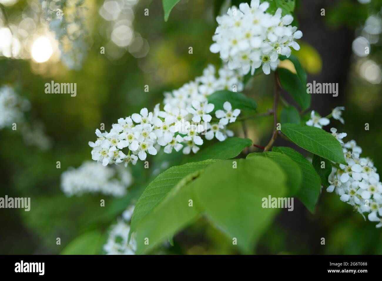 Bird cherry white flowers growing on tree at sunset Stock Photo