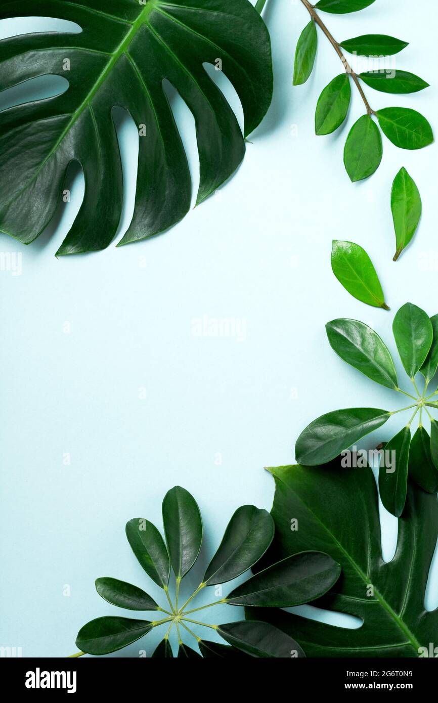 philodendron wend imbe variegated Philodendron wend imbe Variegated – Top Notch Tropical main image 0