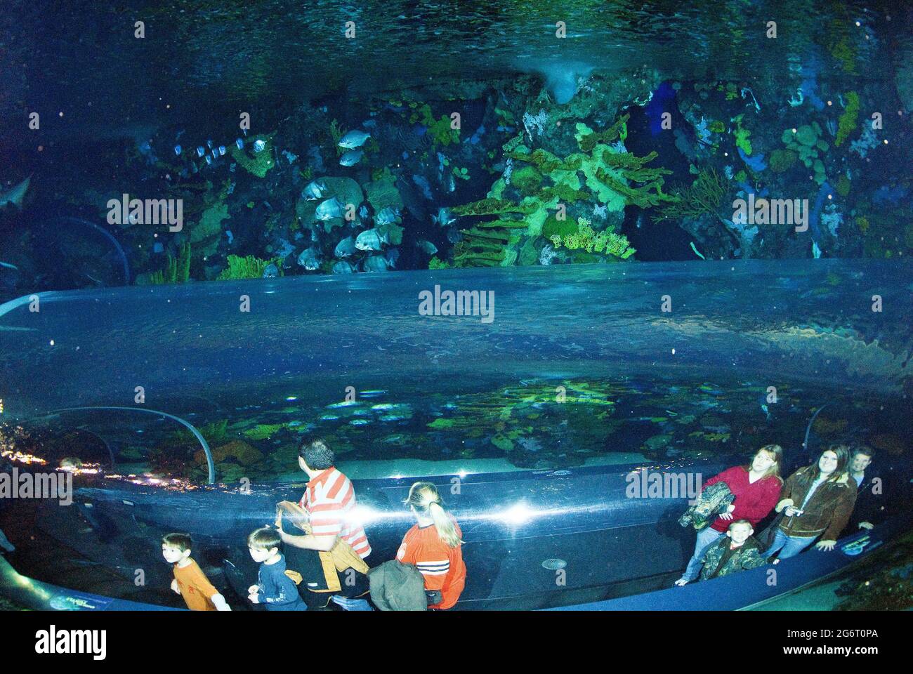 Visitors viewing marine life from inside plexiglass tunnel, Ripley's