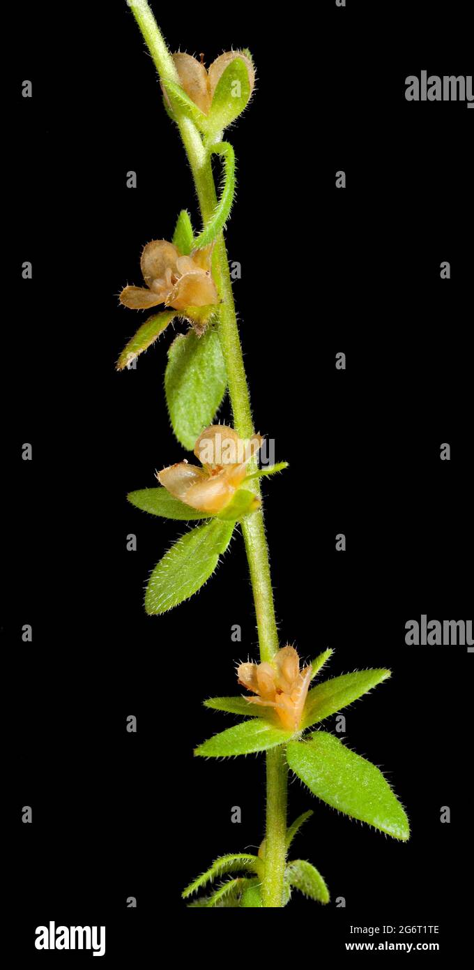 Flower seed pods hires stock photography and images Alamy