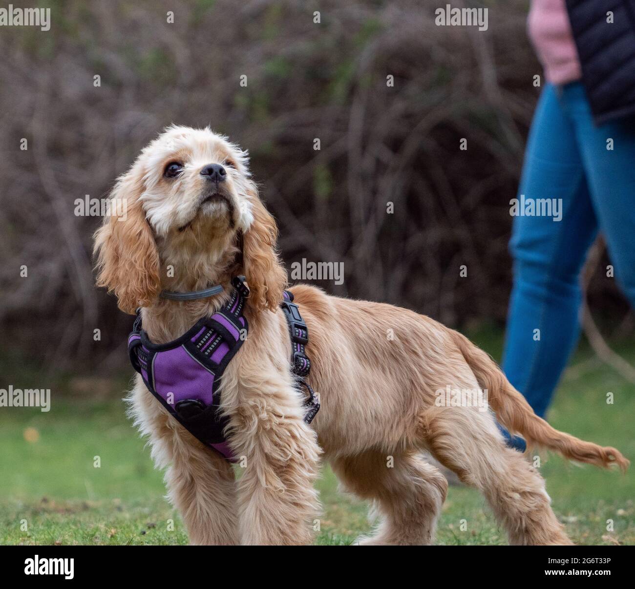 Puppy with purple harness standing looking up. Beautiful brown dog in a ...