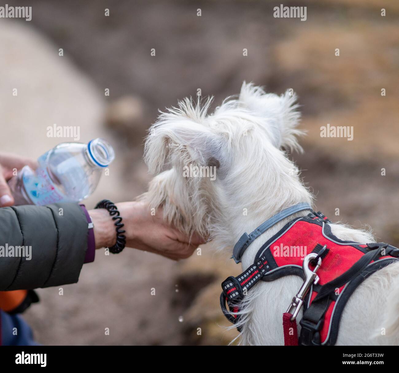 Unrecognizable person giving water to puppy to drink. Person giving water from a bottle to white dog. Stock Photo
