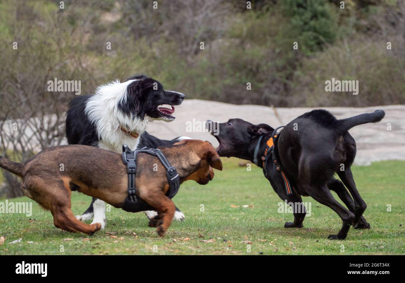 Excited three dogs playing on a meadow. Three dogs running and playing ...