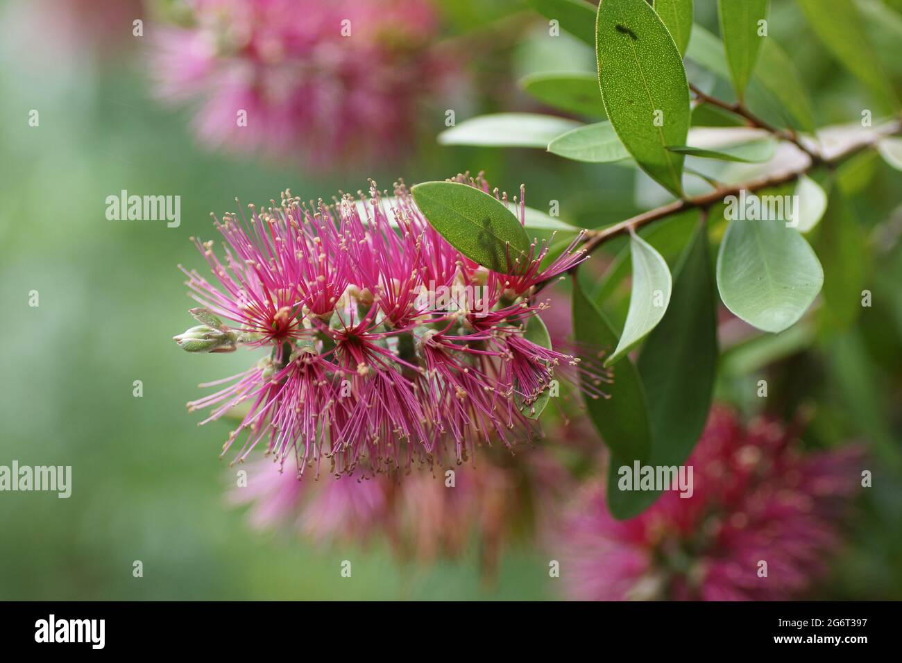 Melaleuca 'Perth Pink' Stock Photo