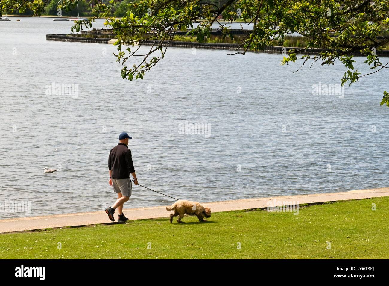 Poole, Dorset, England - June 2021: Person walking a dog alongside the lake in a public park in Poole. Stock Photo