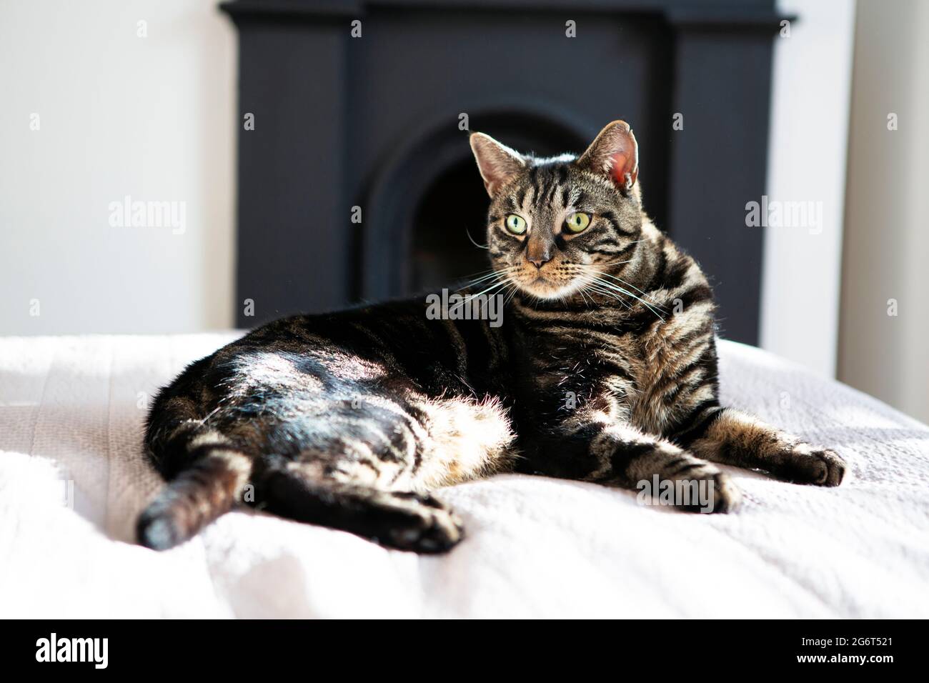 A tabby domestic cat lying on a bed. Stock Photo