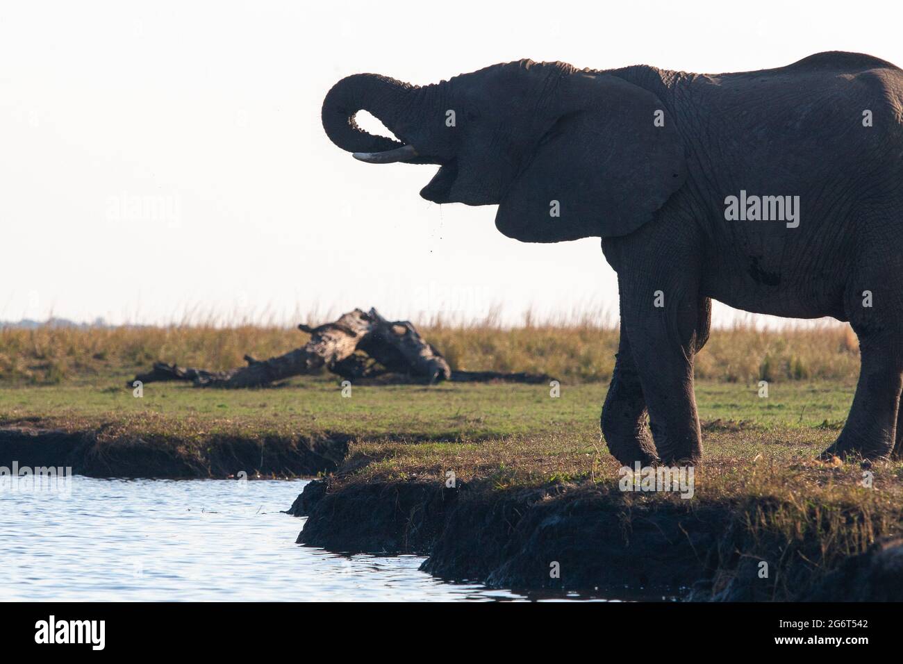 elephant drinking at Chobe river Stock Photo