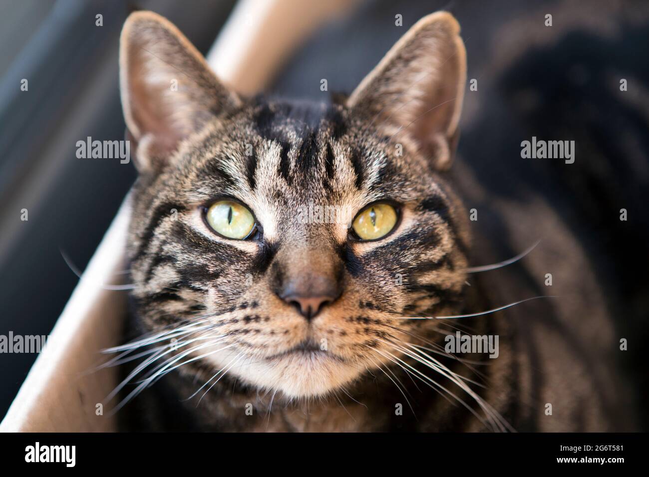 A tabby kitten cat with bright green eyes. Stock Photo
