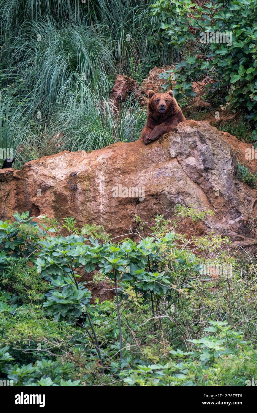 A brown bear (Ursus arctos) in Cabarceno Nature Park. The Cabarceno Nature Park is not a conventional zoo. It is an area of 750 hectares that houses a Stock Photo