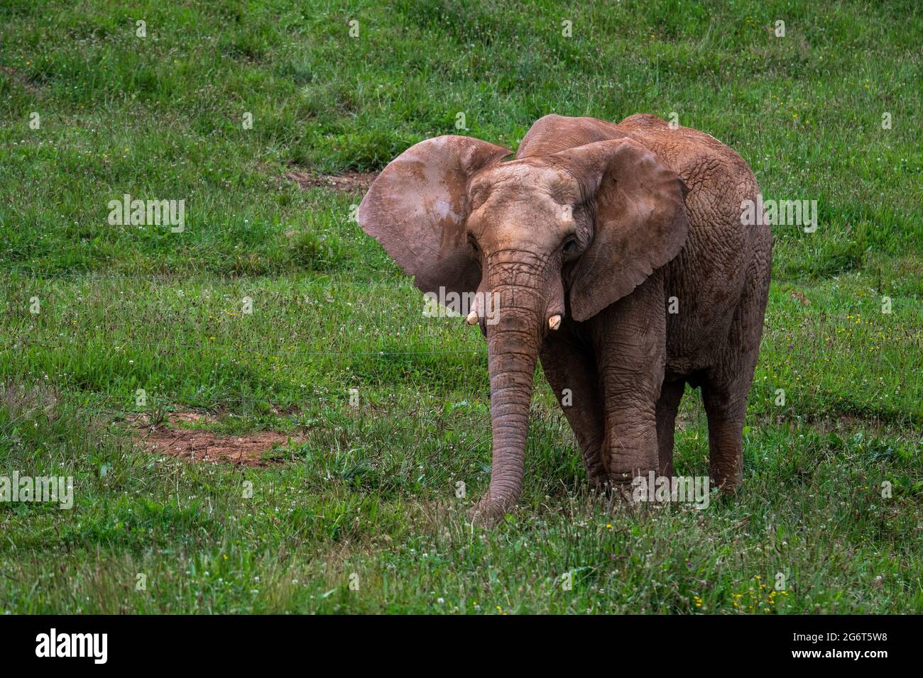 An African Elephant in Cabarceno Nature Park. The Cabarceno Nature Park is not a conventional zoo. It is an area of 750 hectares that houses almost 12 Stock Photo