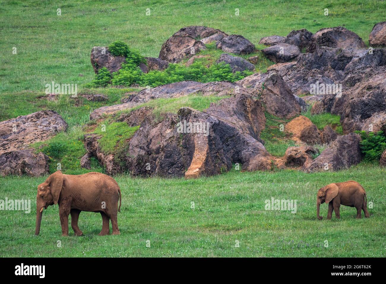 African Elephants in Cabarceno Nature Park. The Cabarceno Nature Park is not a conventional zoo. It is an area of 750 hectares that houses almost 120 Stock Photo