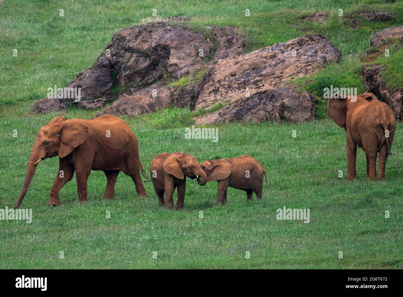 African Elephants calves playing in Cabarceno Nature Park. The Cabarceno Nature Park is not a conventional zoo. It is an area of 750 hectares that hou Stock Photo