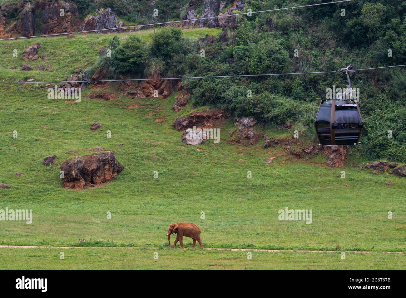A cable car passing over an African Elephant in Cabarceno Nature Park. The Cabarceno Nature Park is not a conventional zoo. It is an area of 750 hecta Stock Photo