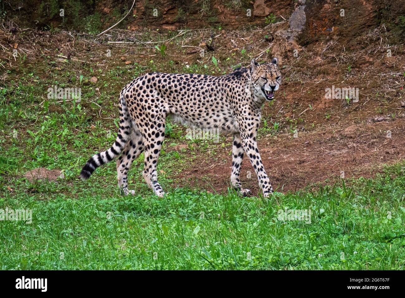 A cheetah (Acinonyx jubatus) in Cabarceno Nature Park. The Cabarceno Nature Park is not a conventional zoo. It is an area of 750 hectares that houses Stock Photo