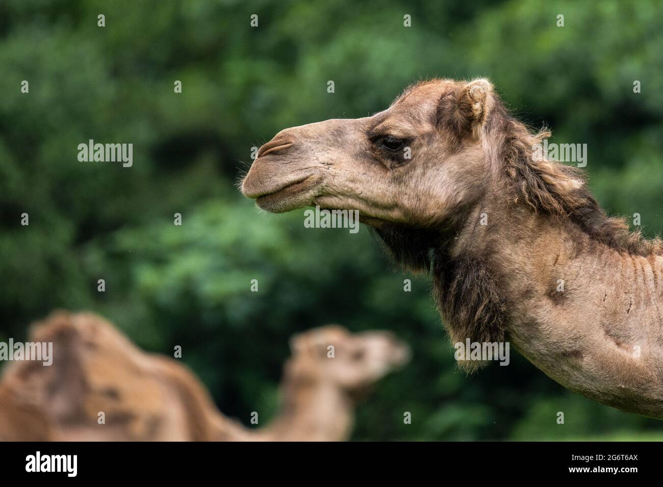 A dromedary (Camelus dromedarius) in Cabarceno Nature Park. The Cabarceno Nature Park is not a conventional zoo. It is an area of 750 hectares that ho Stock Photo