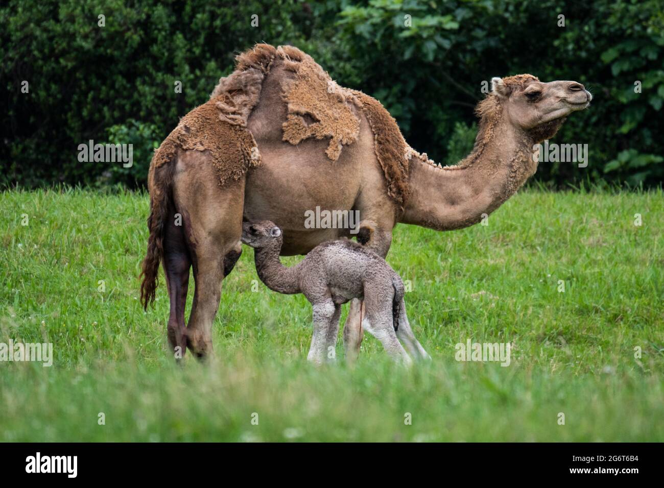 A recently born dromedary (Camelus dromedarius) in Cabarceno Nature Park. The Cabarceno Nature Park is not a conventional zoo. It is an area of 750 he Stock Photo