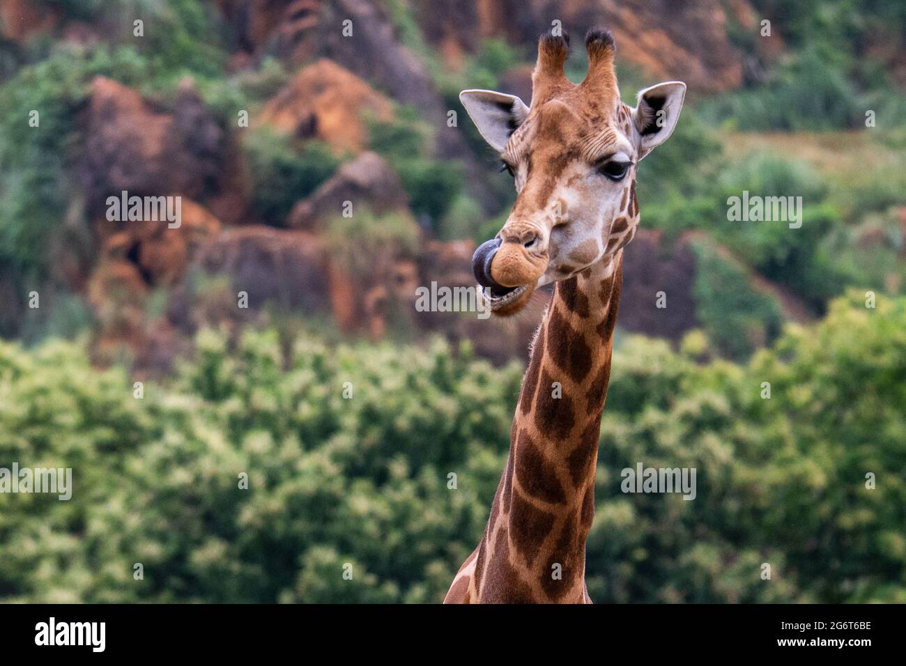 A giraffe sticks its tongue up its nose in Cabarceno Nature Park. The Cabarceno Nature Park is not a conventional zoo. It is an area of 750 hectares t Stock Photo
