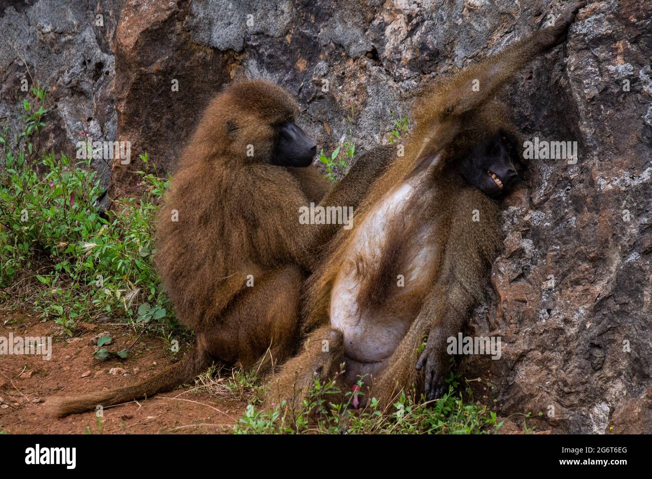 Guinea baboon (Papio papio) monkeys deworming in Cabarceno Nature Park. The Cabarceno Nature Park is not a conventional zoo. It is an area of 750 hect Stock Photo