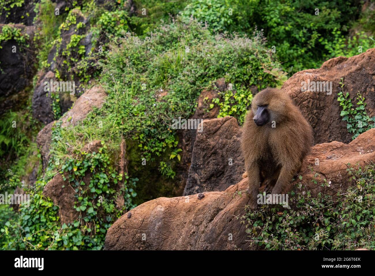 A Guinea baboon (Papio papio) in Cabarceno Nature Park. The Cabarceno Nature Park is not a conventional zoo. It is an area of 750 hectares that houses Stock Photo