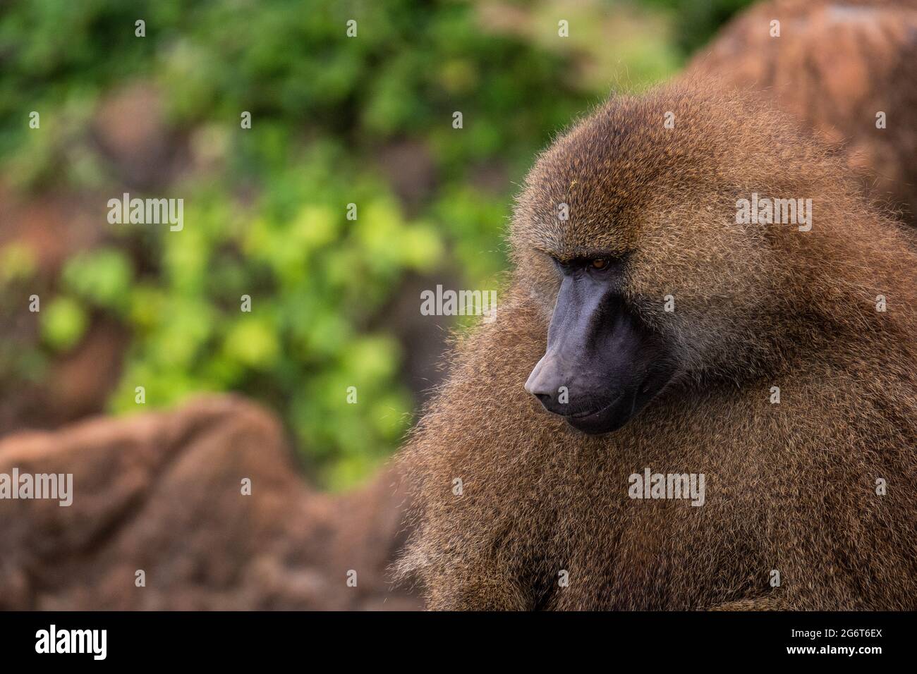 A Guinea baboon (Papio papio) in Cabarceno Nature Park. The Cabarceno Nature Park is not a conventional zoo. It is an area of 750 hectares that houses Stock Photo