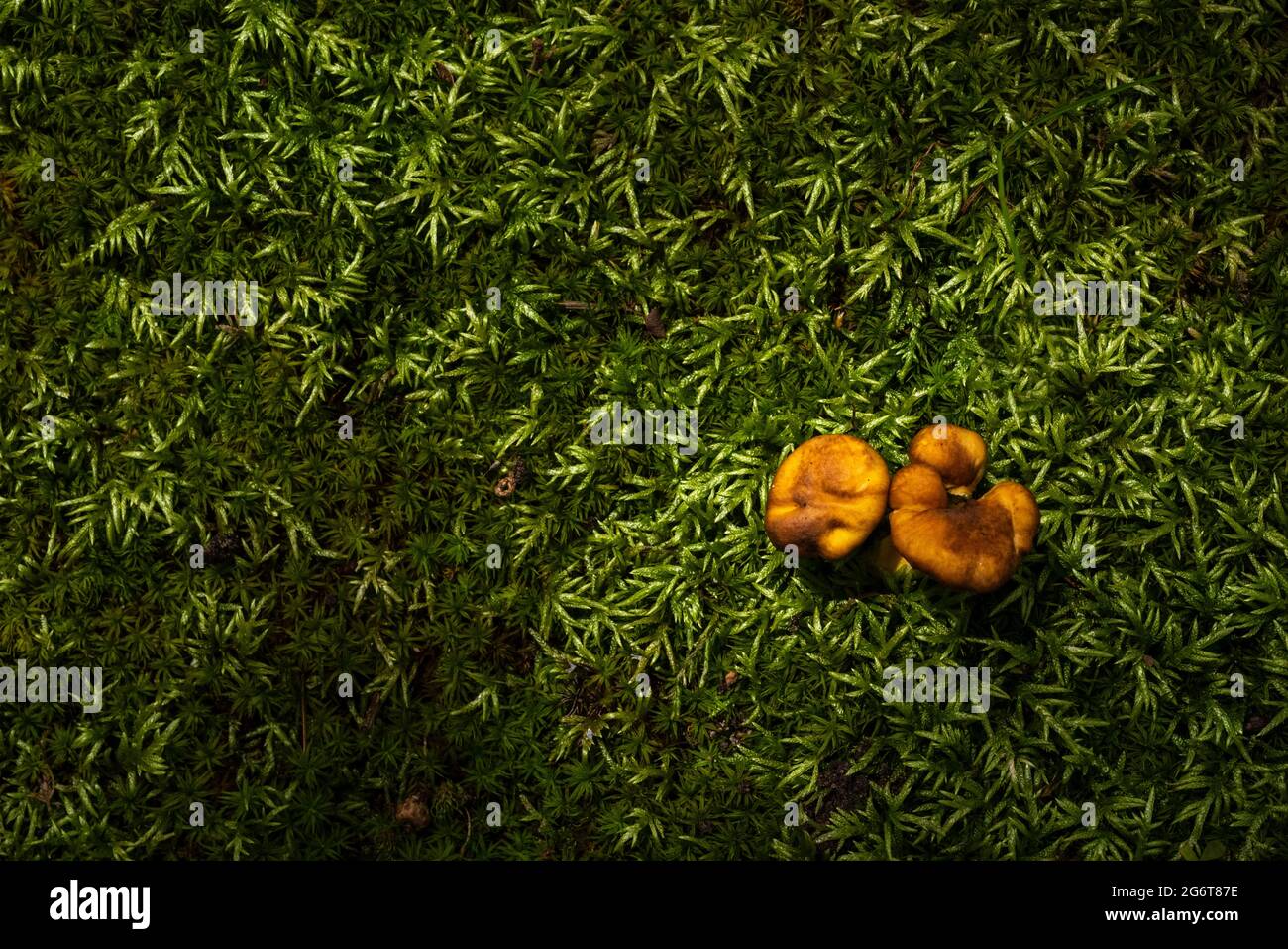 Mushrooms sprout from the mossy ground under a live oak in Fairhope, Alabama. Stock Photo