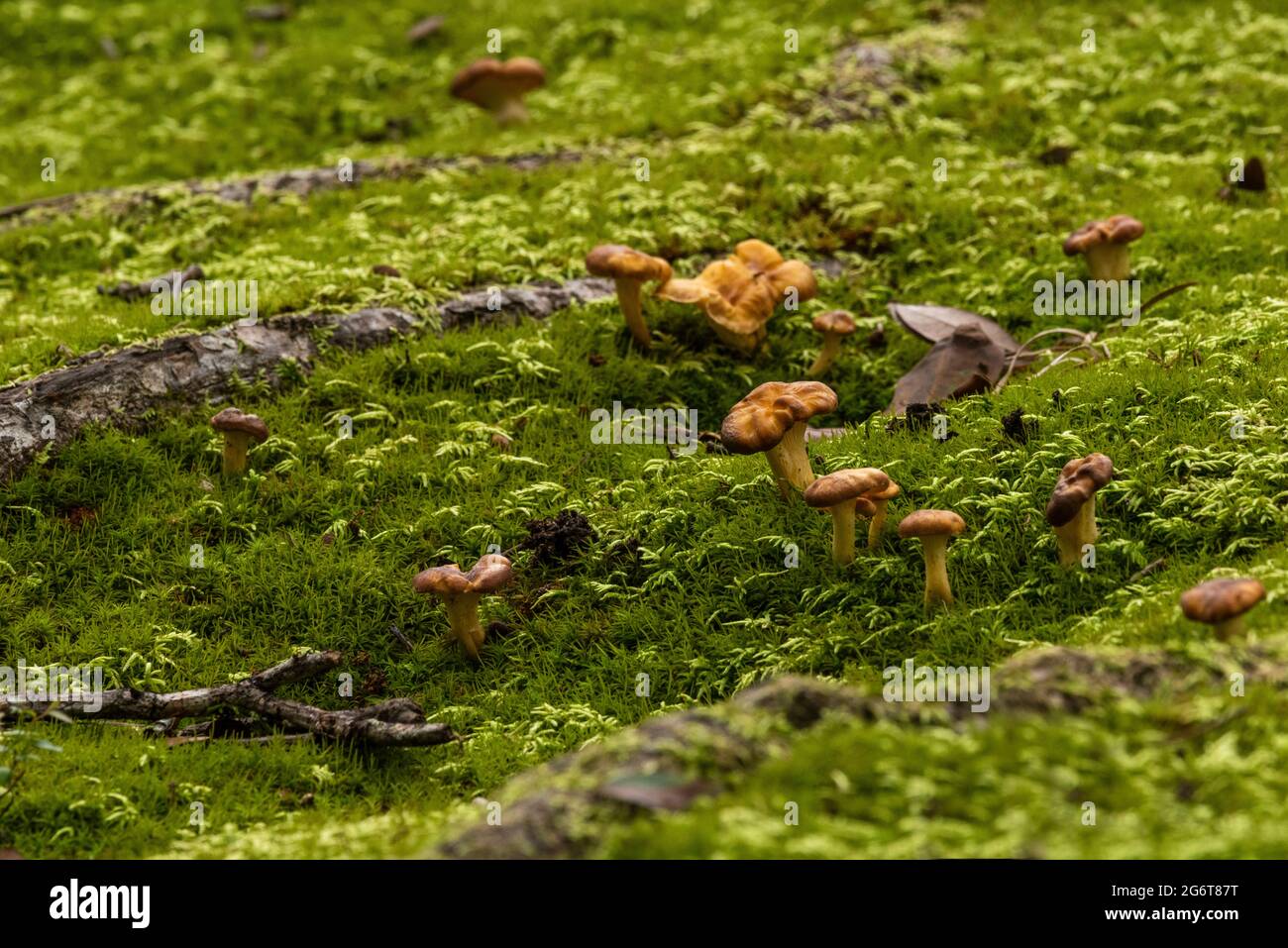 Mushrooms sprout from the mossy ground under a live oak in Fairhope, Alabama. Stock Photo