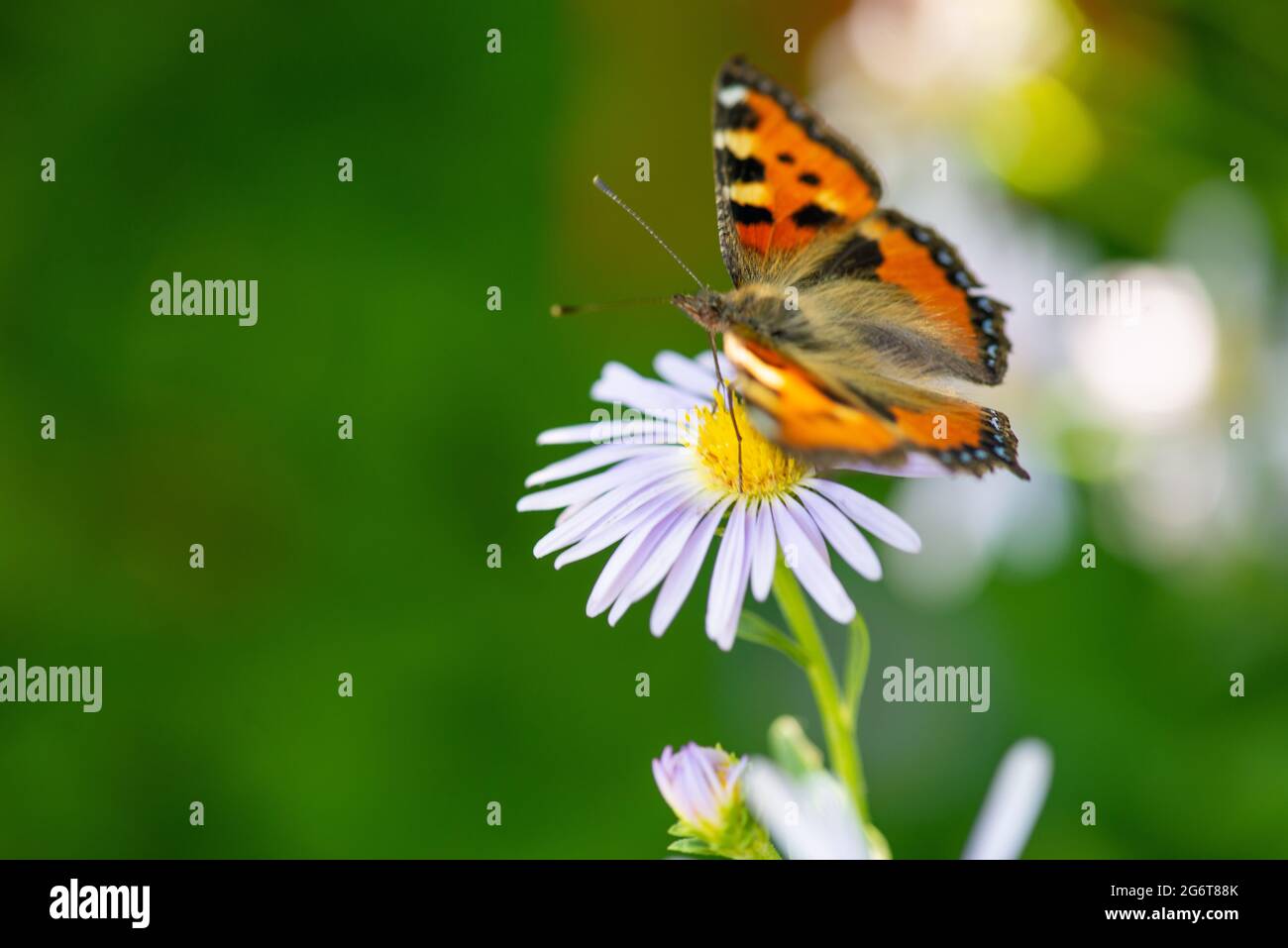 beautiful butterfly sits on a flower in summer Stock Photo - Alamy