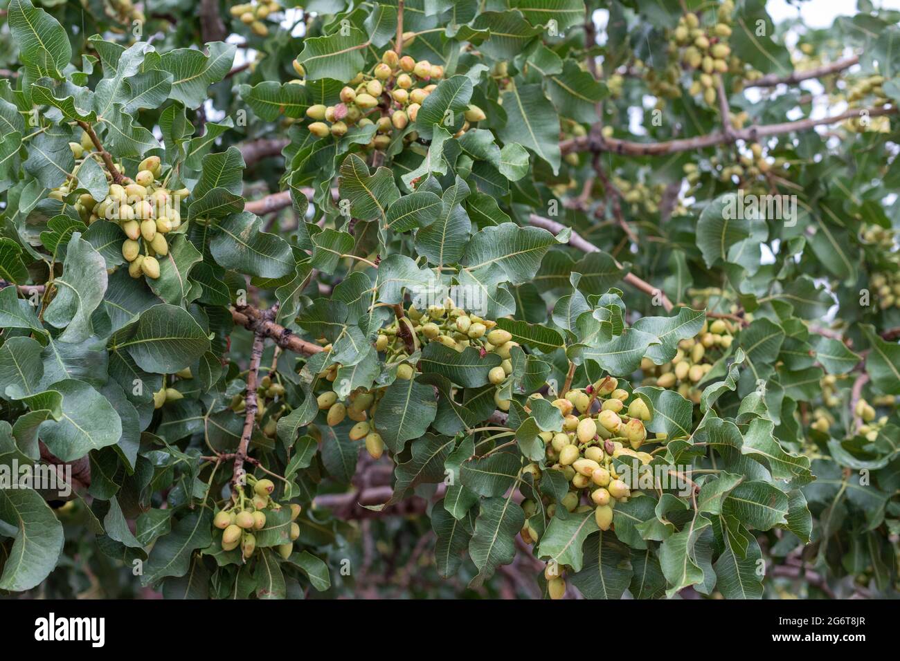 Pistachio tree orchard hires stock photography and images Alamy